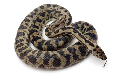 M23-161 Tableland Mac Male