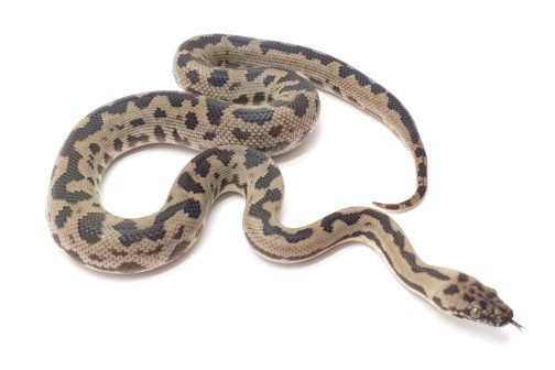 M23-178 Cape York Mac Female