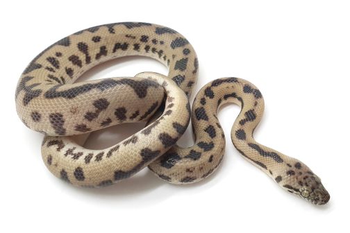 M23-233 Comino Mac Male
