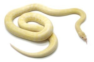 M23-065 Female Albino Mac