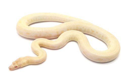 M23-065 Female Albino Mac - Image 3