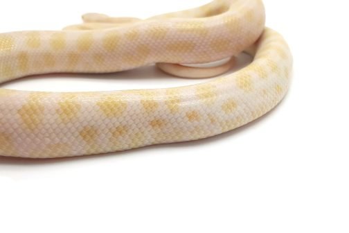 M23-094 Female Albino Mac - Image 2