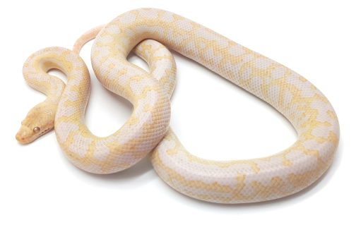 M23-117 Female Albino Mac