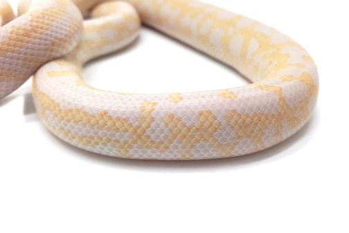M23-117 Female Albino Mac - Image 2