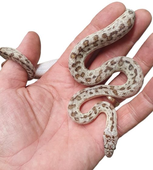 M23-147 Platinum Mac (ocelot) Male