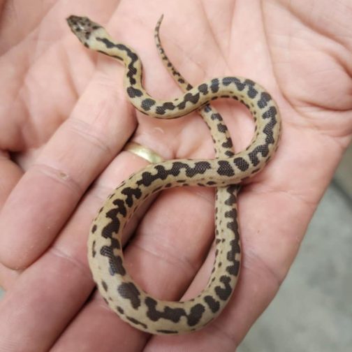 M24-027 Cape York Mac Female