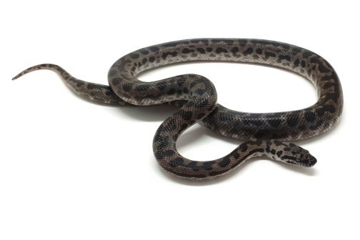 M23-070 Female 100% het Albino Mac