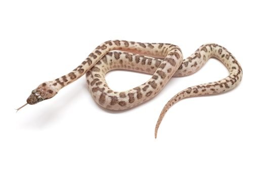 M24-011 Platinum Mac (ocelot) Male