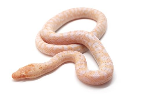 M24-055 Male Albino Mac - Image 2
