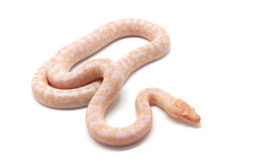 M24-055 Male Albino Mac