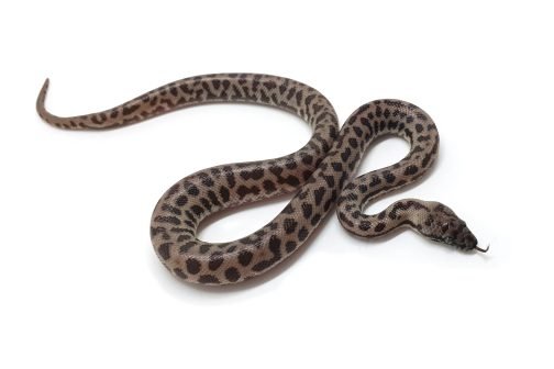 M24-127 Female Axanthic 100% het Albino Mac