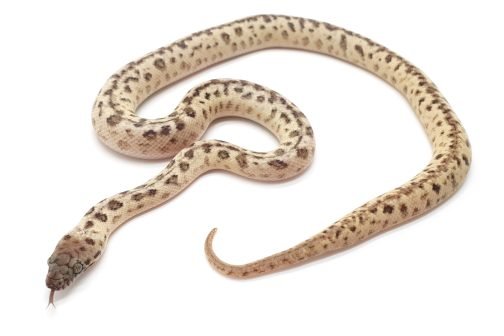M24-014 Platinum Mac (ocelot) Male