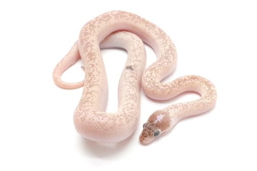 C24-005 Marble Children's Female