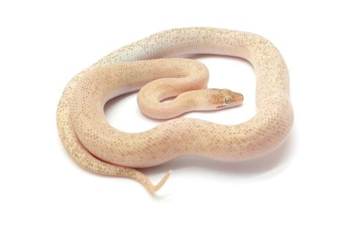C24-024 Tarble Male