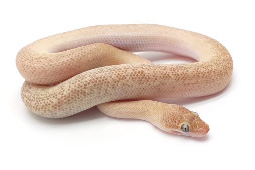 C24-030 Tarble Female