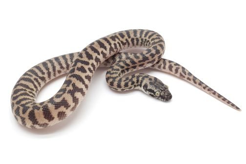 K24-010 Pygmy Banded Stimmy Female
