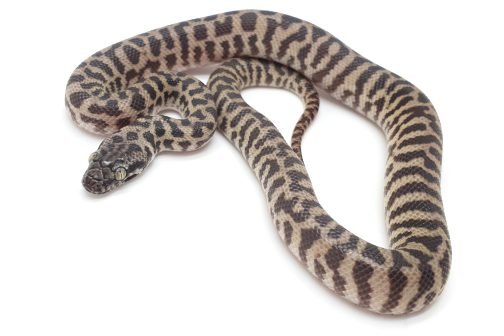 K24-011 Pygmy Banded Stimmy Female