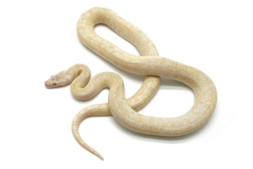M24-215 Male Albino Mac