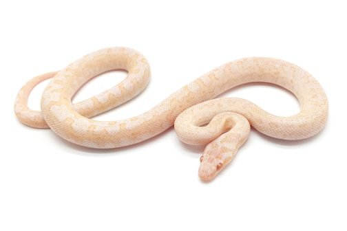 M24-215 Male Albino Mac - Image 2