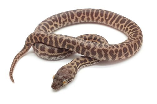 S23-029 T+ Stimsons (Evans) 100% het Male