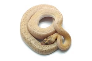 C24-059 Marble Children's Male