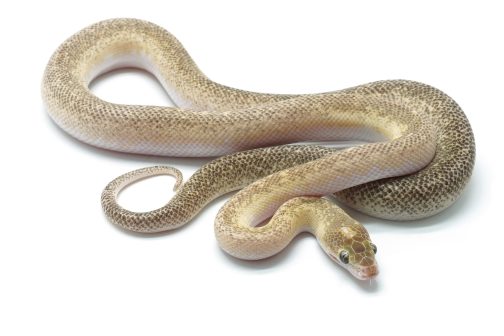 C24-063 Marble Children's Male