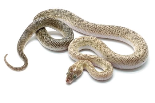C24-083 Marble Children's Male