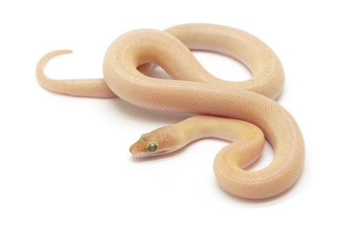 C25-001 Tarble Female (mosaic line)