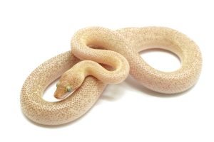 C25-005 Tarble Female (mosaic line)