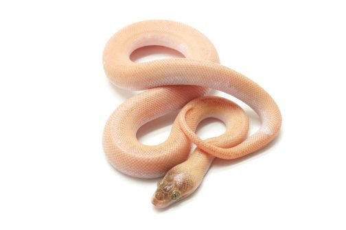 C25-012 Marble Children's Male