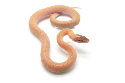 C25-017 Marble Children's Male