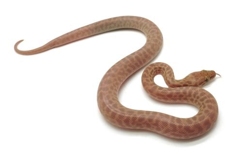 C25-061 T+ Childrens Female