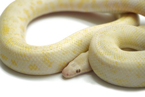 M23-132 Female Albino Mac - Image 2