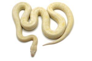 M23-132 Female Albino Mac