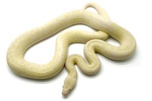 M23-133 Male Albino Mac