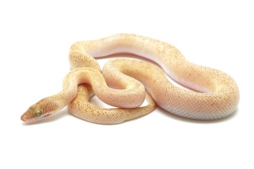 C25-002 Tarble Female (mosaic line)