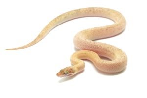 C25-003 Tarble Female (mosaic line)