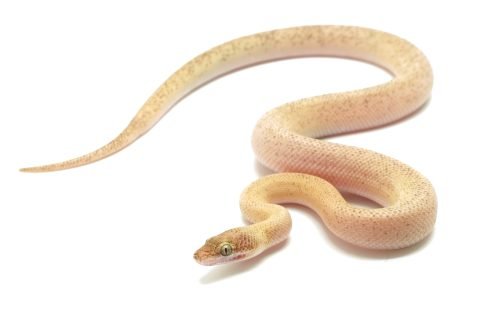 C25-003 Tarble Female (mosaic line)