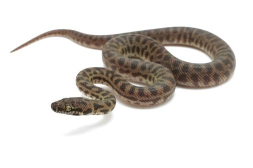 C25-046 Children's Python Male