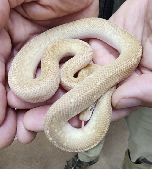 C24-031 Tarble Female