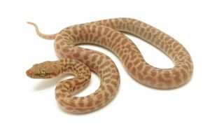 C25-112 T+ Childrens Female