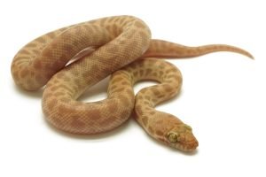 C25-141 T+ Childrens Male