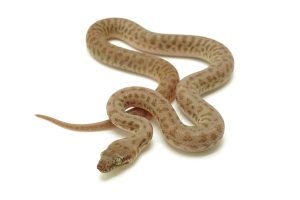 C25-210 Yellow Children's Female