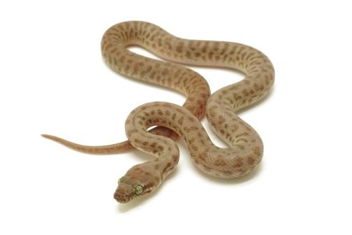 C25-210 Yellow Children's Female