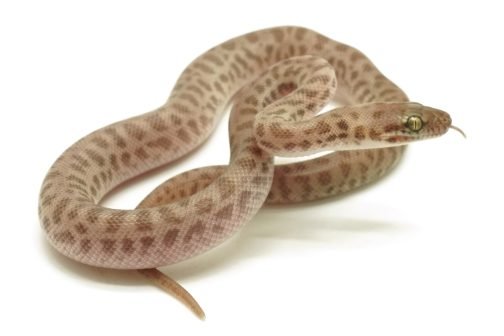 C25-238 Yellow Children's Male