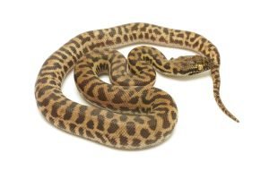 S25-005 Wheatbelt Stimson Female