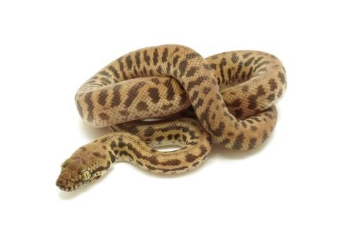 S25-017 NSW Stimson Female