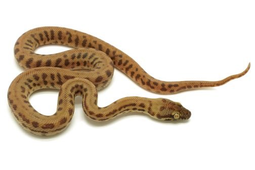 S25-050 NSW Stimson Male