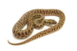 S25-054 NSW Stimson Male