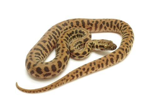 S25-054 NSW Stimson Male